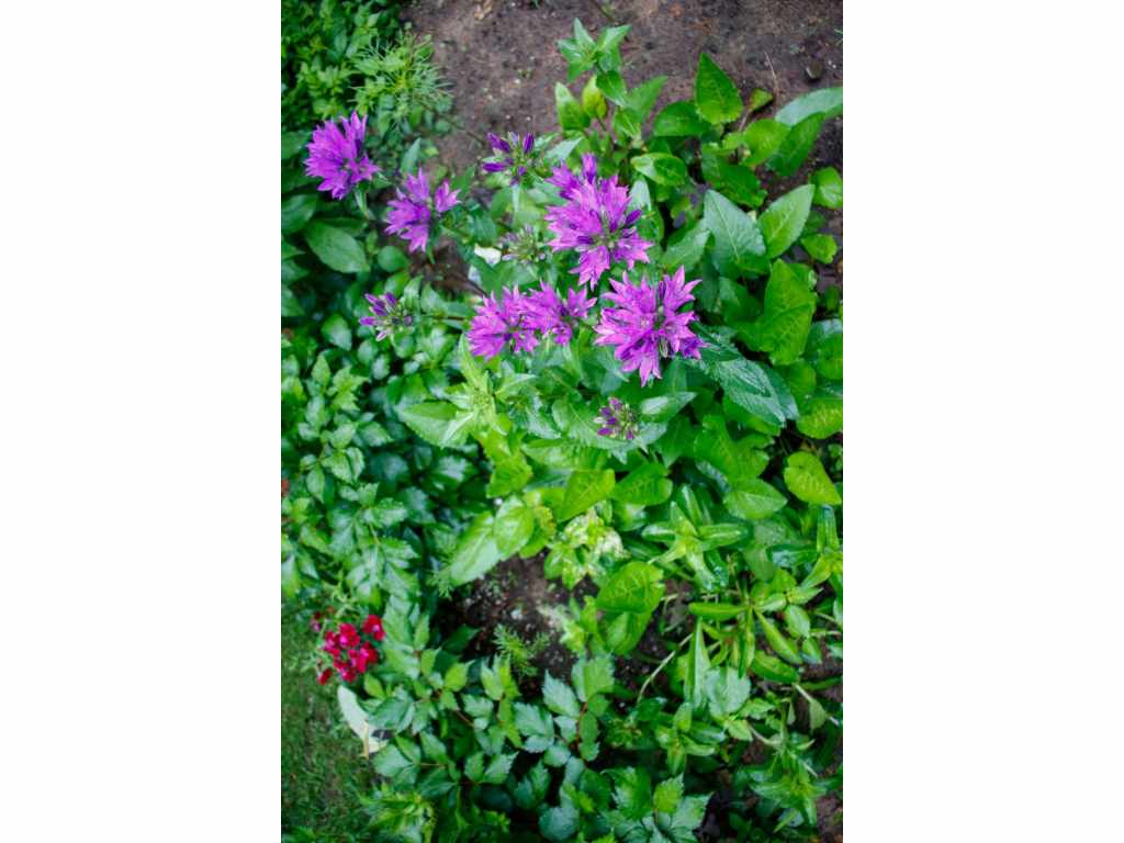 Property Photo 55
