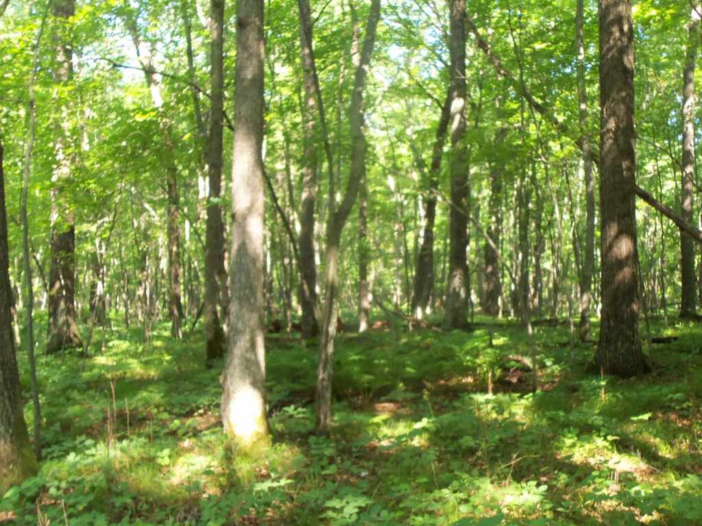 Main Property Photo