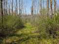 Ojibwa Land Real Estate
