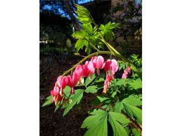 Property Photo 53