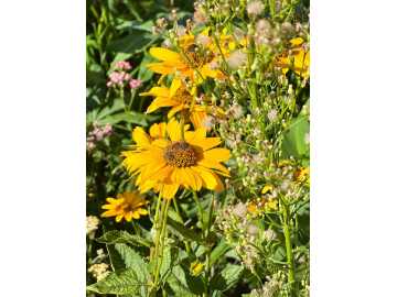 Property Photo 86