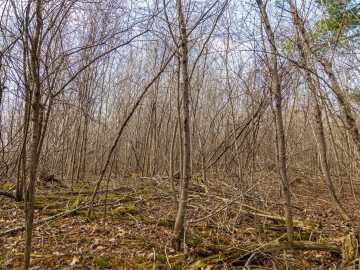 Property Photo 38