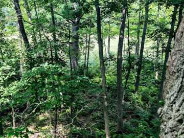 Property Photo 48