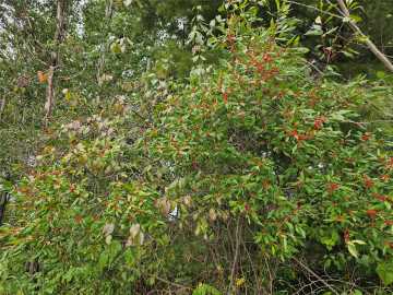 Property Photo 29