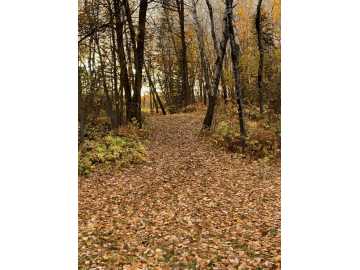 Property Photo 60