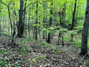 Property Photo 41