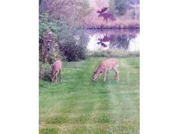 Property Photo 38