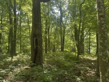 Lot 1 Becker Road, Elk Mound