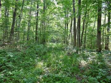 80 Acres 240th Street, Cornell