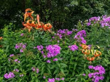 Property Photo 59